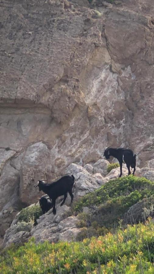 דירות ארנל ד'אן קסטל Castell Sol - Arenal Den Castell מראה חיצוני תמונה